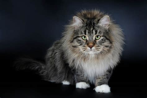 Siberian Cat Breed Information - Cat-World