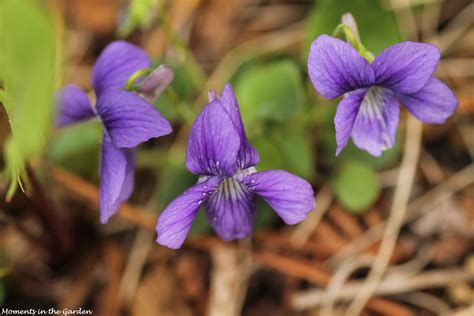 Camping Trip - MOMENTS IN THE GARDEN PHOTOGRAPHY