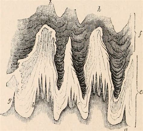 Image from page 353 of "The cyclopædia of anatomy and phys… | Flickr