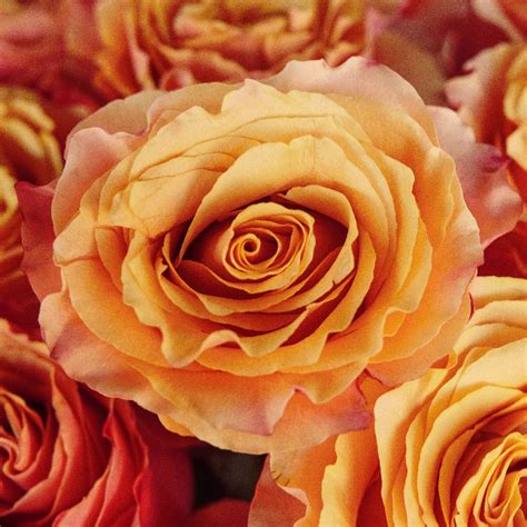 Buy Wholesale Carpe Diem Sunset Rose in Bulk - FiftyFlowers