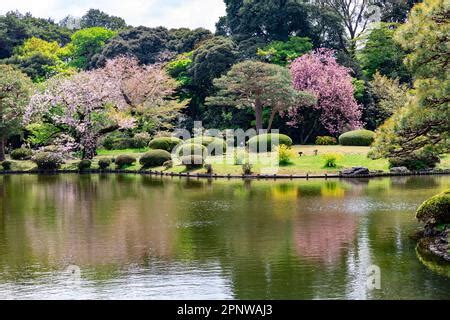 Tokyo Shinjuku Apri l2023, Gyoen Park in Tokyo, cherry blossoms and nature spring day, Japan ...