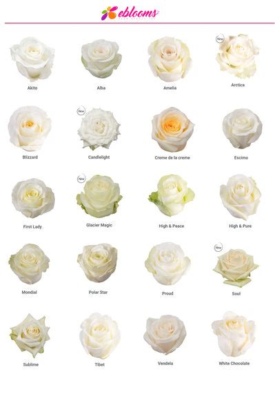 Proud Rose Variety White - EbloomsDirect – Eblooms Farm Direct Inc.