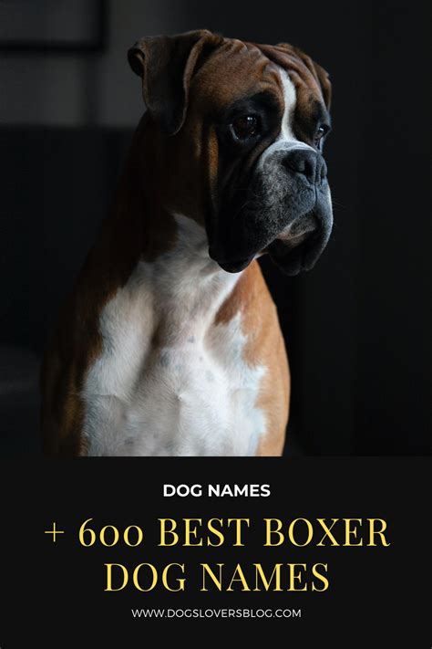 + 600 Best Boxer Dog Names – The Ultimate List! | Boxer dog names, Boxer dogs, Dog names