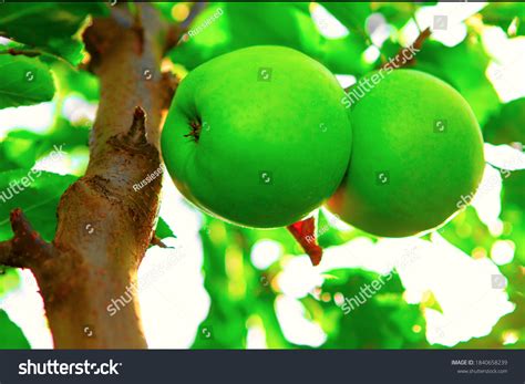 25 Crispin apple Images, Stock Photos & Vectors | Shutterstock