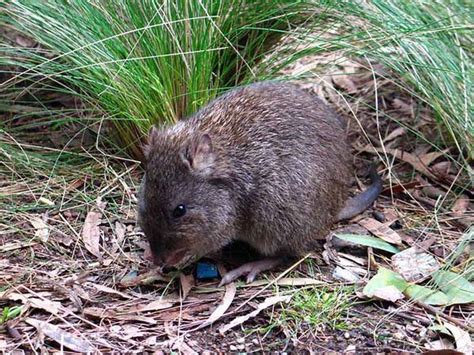 Long nosed potoroo - Alchetron, The Free Social Encyclopedia