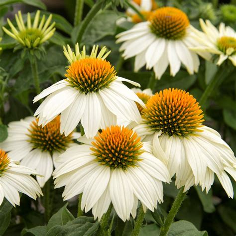 Top 10 Drought-Tolerant Perennials