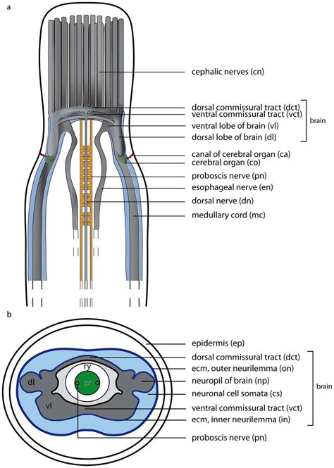 Schematic drawings of the nemertean central nervous system. a: Dorsal... | Download Scientific ...