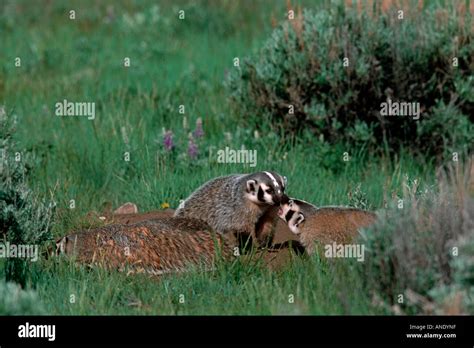 American Badger at its den Stock Photo - Alamy