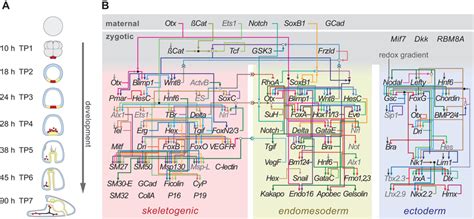 Developmental gene regulatory network of S. purpuratus. (A) Development ...