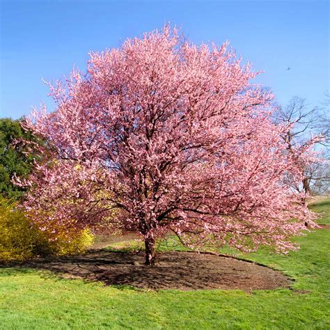 Petrine Poulsen: Weeping Flowering Cherry Trees For Sale / miniature ...