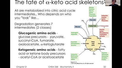 Protein Metabolism urea cycle and alpha keto acid metabolism - YouTube