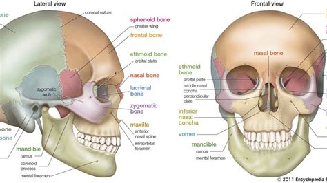 Foramen magnum | anatomy | Britannica