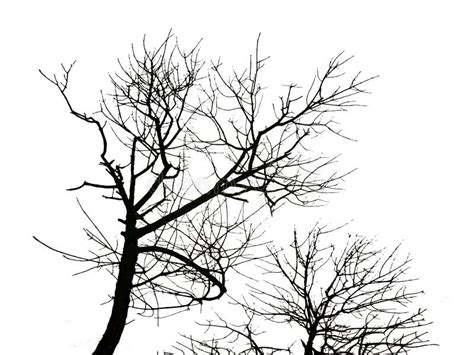 Black Trees Silhouette Isolated Graphic Stock Illustration - Illustration of background, design ...