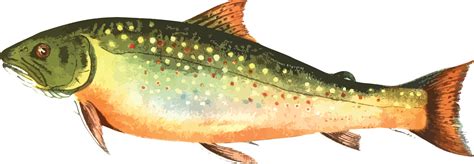 Free Clipart Of A trout fish