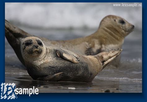 A young Common Seal ( Phoca vitulina ).