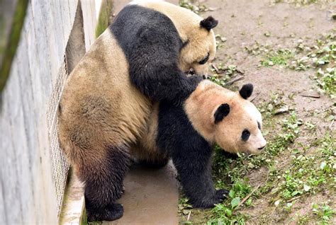 Giant Panda Super Star Tai Shan Mated Naturally in Bifengxia Panda Base ...
