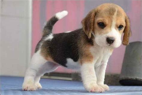 Beagle Puppies For Adoption In NJ | PETSIDI