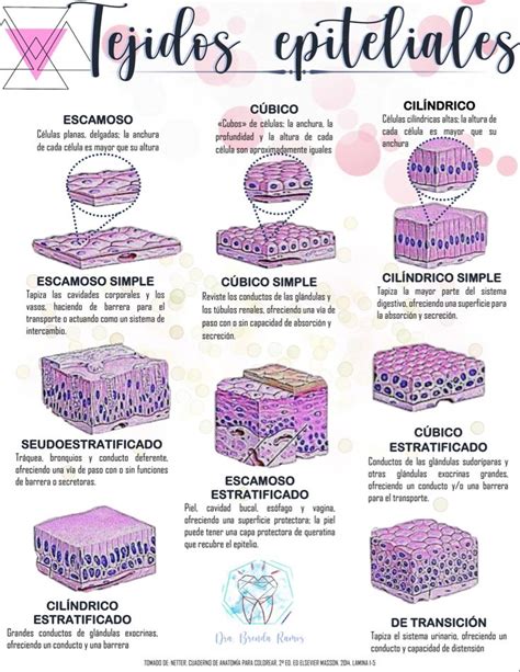 Tejidos epiteliales | Libros de histologia, Tejido biologia, Cosas de enfermeria