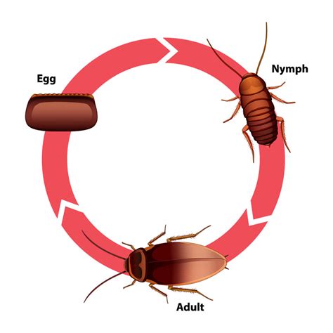 Cockroach Life Cycle Stages – Pest Supply Canada