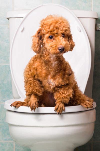 What Does White Dog Poop Tell About Your Pet's Health? - Dr. Marty Pets