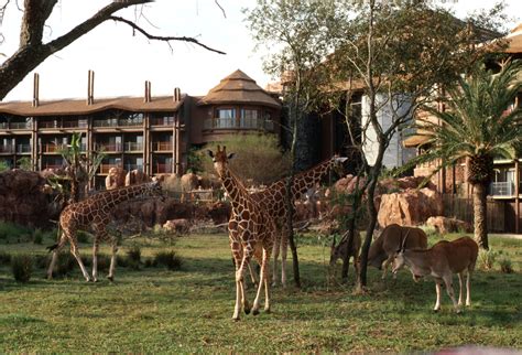 Disney Resort Hotels, Disney's Animal Kingdom Lodge - Giraffes On The ...