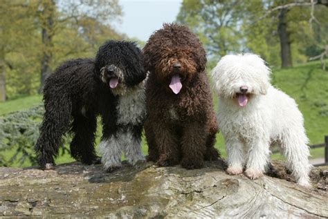 5 New Dog Breeds You Haven't Heard of Yet