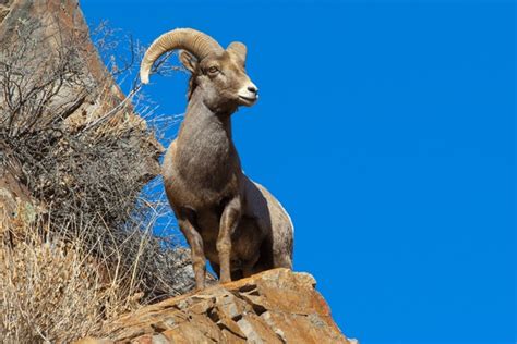 496 Bighorn Sheep Waterton Royalty-Free Images, Stock Photos & Pictures | Shutterstock