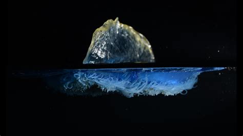 The secret life of Velella: Adrift with the by-the-wind sailor - YouTube