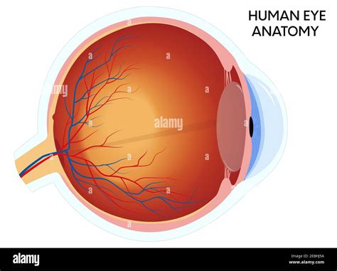 Diagram Of The Human Eye With Parts Labeled Stock