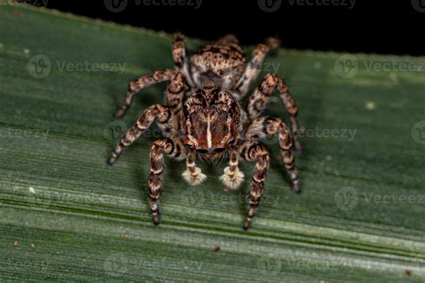 Female Jumping Spider 5485922 Stock Photo at Vecteezy