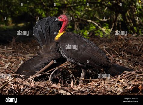 Australian Brush or bush turkey, male and female at nest mound Stock ...