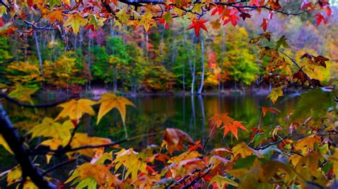 Beautiful autumn landscape in the colorful forest Wallpaper Download ...