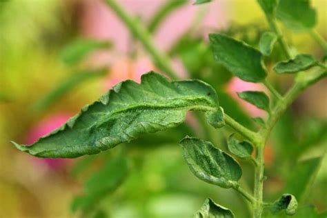 Why Are My Tomato Leaves Curling? 7 Causes & How To Fix Them - Tomato Bible