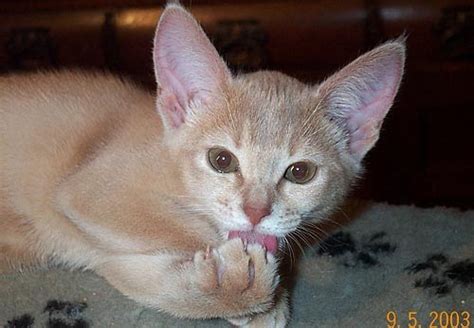 Encyclopedia of Cats Breed: Fawn Abyssinian Cat