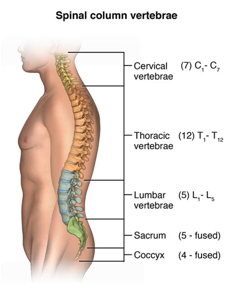 Anatomy of the Spine | Spectrum Health Lakeland