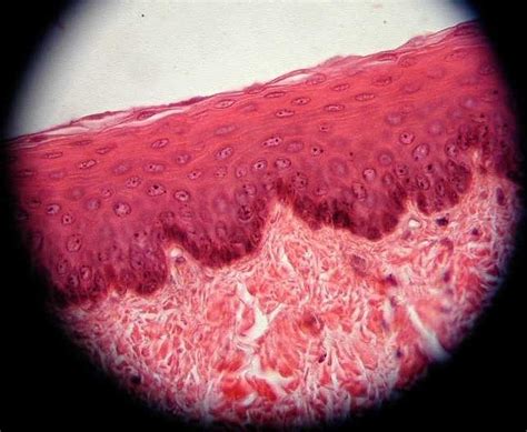 155 best images about A & P on Pinterest | Respiratory system, Types of tissue and Lungs