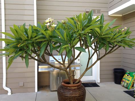 a potted plant sitting on top of a cement floor next to a house door