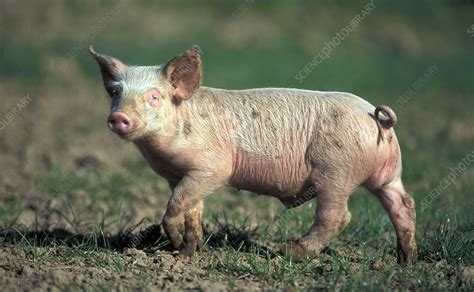 Piglet - Stock Image - C001/9092 - Science Photo Library