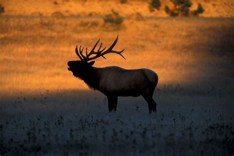 Bull Elk Wallpapers - Top Free Bull Elk Backgrounds - WallpaperAccess