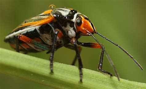 Orange Black Stink Bug from Australia - What's That Bug?