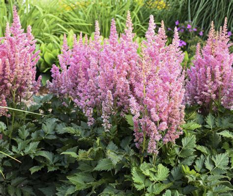 Astilbe Care | Plant Addicts