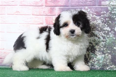 Razz: Lhasapoo puppy for sale near Baltimore, Maryland. | e1b6920b-5761