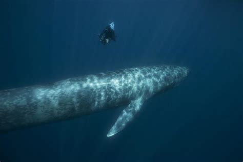 ¿Qué tamaño tiene una ballena? Las comparaciones más sorprendentes