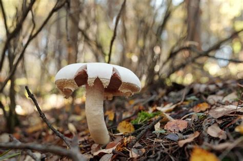 Premium Photo | White edible mushroom growing in autumn forest among bio mass