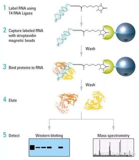 知无不“研”| 一文读懂RNA pull down（内含讲座回放和限时活动） - 知乎