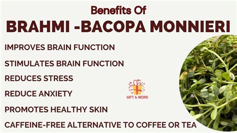 Benefits Of Herbal Brahmi Tea -Bacopa Monnieri Waterhyssop Plant - YouTube