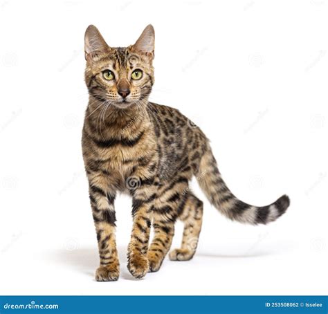 Bengal Cat Walking Towards To the Camera, Isolated Stock Photo - Image of bengal, felis: 253508062