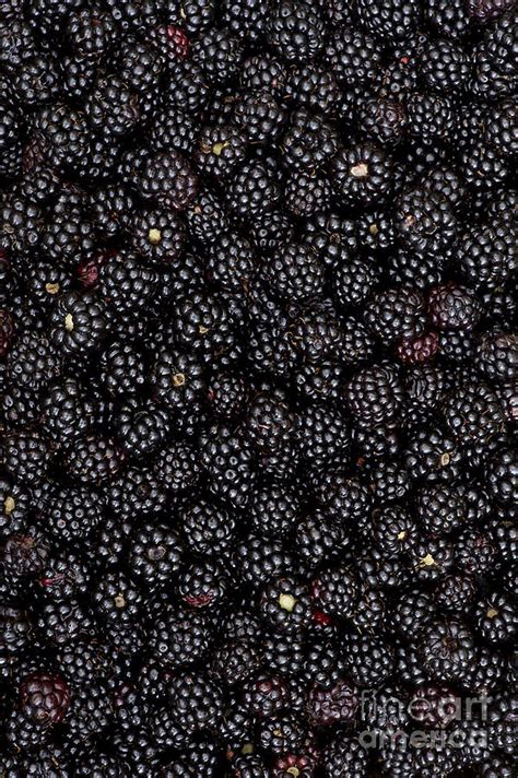 Blackberry Harvest Photograph by Tim Gainey - Fine Art America