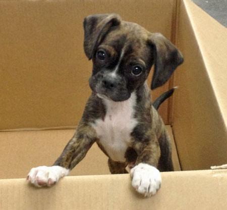 Boxer And Boston Terrier Mix Puppies For Sale - Pets Lovers