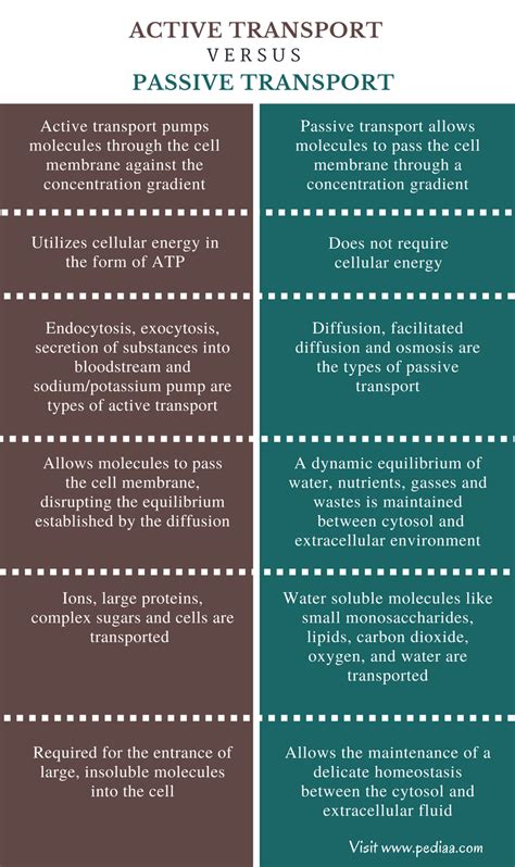 Difference Between Active and Passive Transport | Definition, Types, How it works